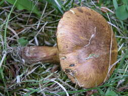 Image of Austropaxillus statuum (Speg.) Bresinsky & Jarosch 1999