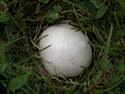 Image of Calvatia