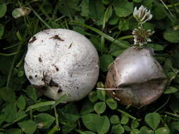 Image of Calvatia