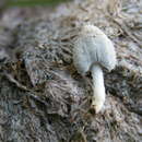 Image of Coprinus