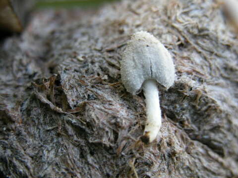 Image of Coprinus