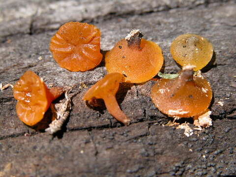 Image de Guepiniopsis alpinus