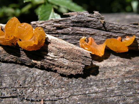 Слика од Guepiniopsis alpinus