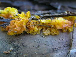 Image of Witches butter