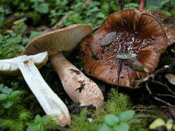 Image of Russula