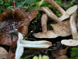 Plancia ëd Russula