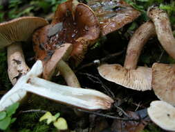 Image of Russula