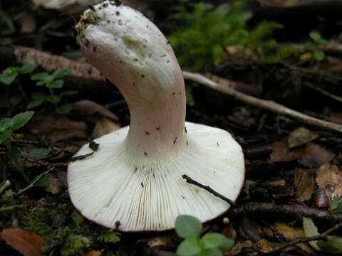 Image of Russula nothofaginea Singer 1950