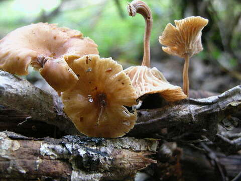 Image of Marasmius