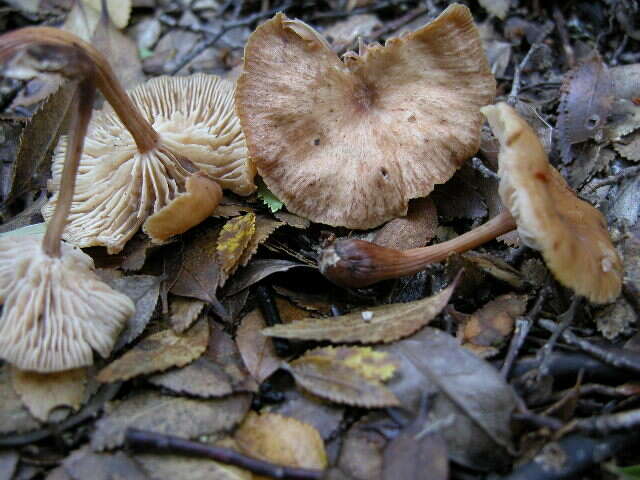 Image of Marasmius