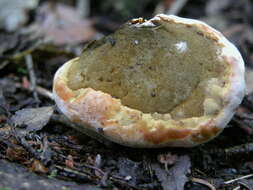 Image of Phellinus