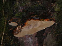 Image of Phellinus