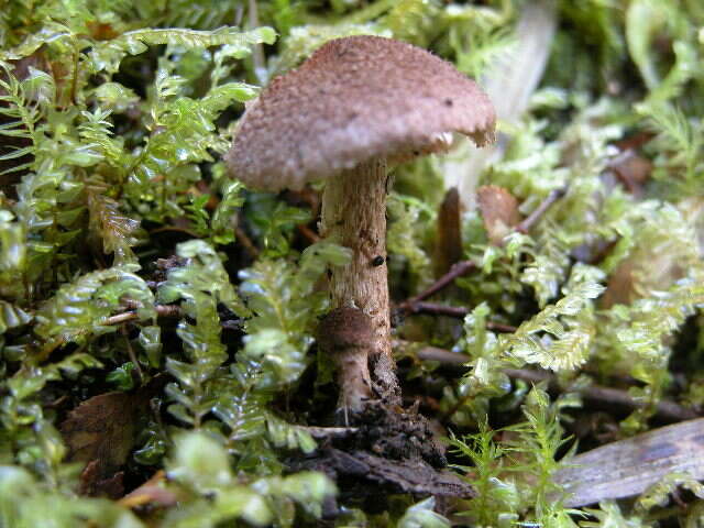 Imagem de Inocybe