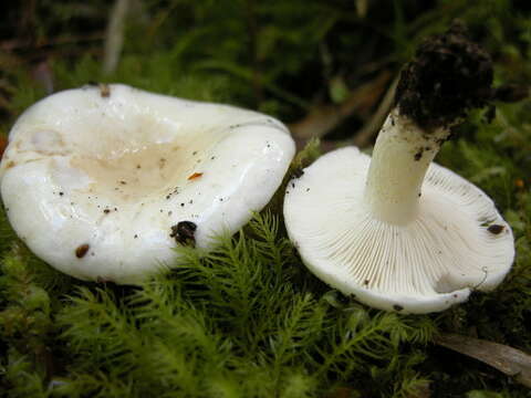 Image of Russula fuegiana Singer 1950