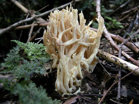 Слика од Ramaria patagonica (Speg.) Corner 1957