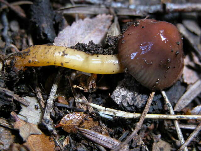 Image de Hygrocybe