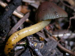 Image de Hygrocybe