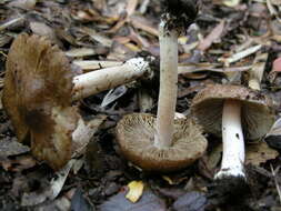 Imagem de Inocybe