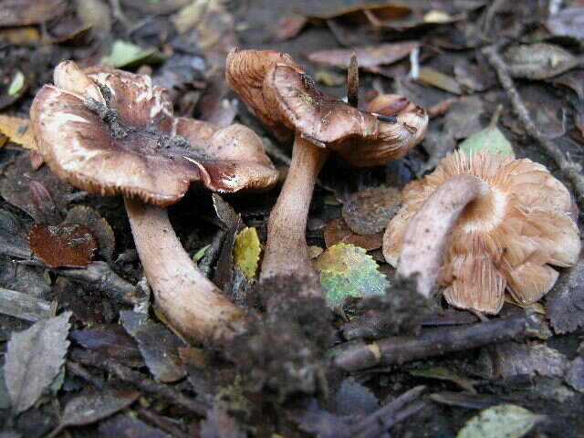 Imagem de Inocybe