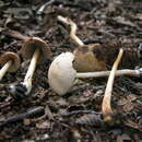 Image of Psathyrella sphagnicola (Maire) J. Favre 1937