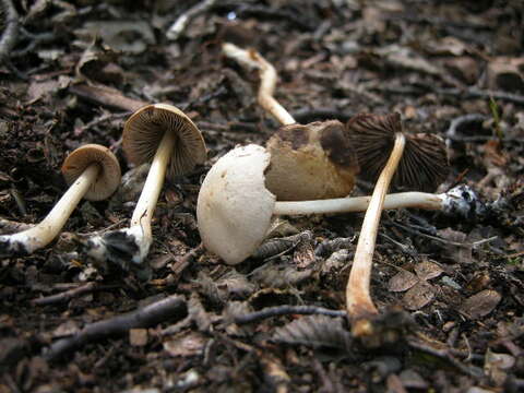 Image de Psathyrella sphagnicola (Maire) J. Favre 1937