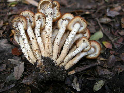 Image of Armillaria montagnei (Singer) Herink 1973