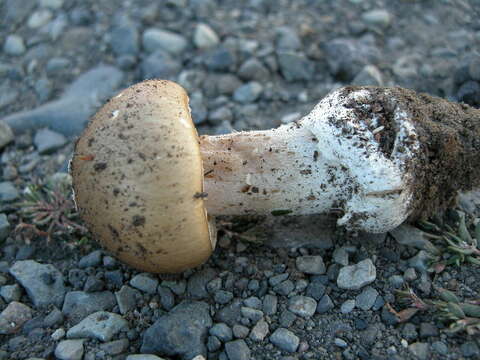 Image of Amanita