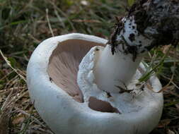 Image of Agaricus