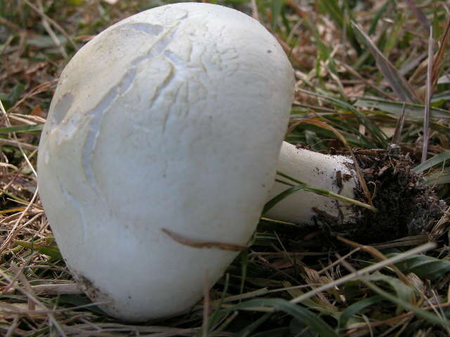 Image of Agaricus