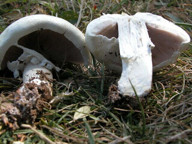 Image of Agaricus