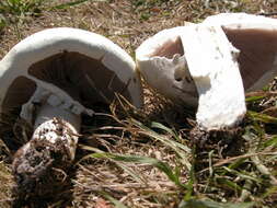 Image of Agaricus