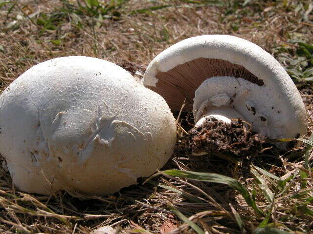 Image of Agaricus