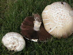 Image of Agaricus