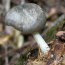 Image of Pluteus