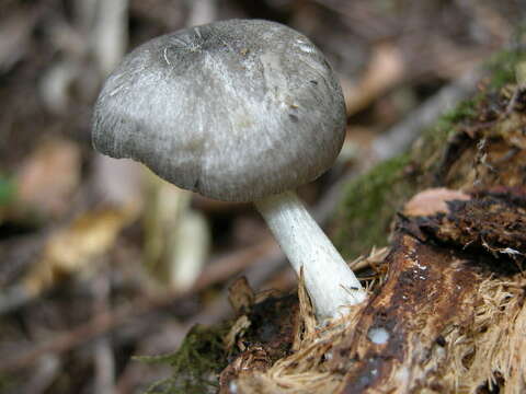 Image of Pluteus