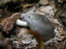 Image of Pluteus