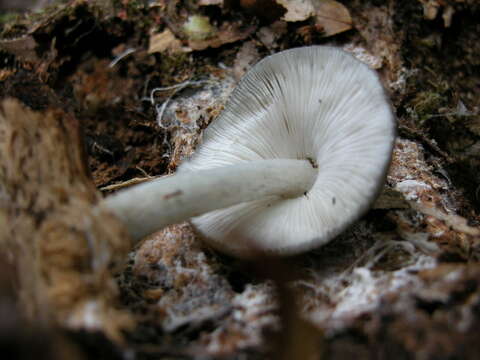 Image of Pluteus