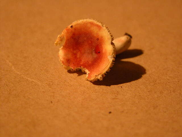 Image of Russula