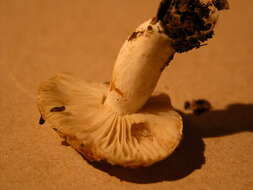 Image of Russula