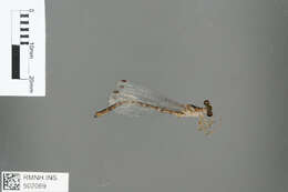 Image of Argiolestidae