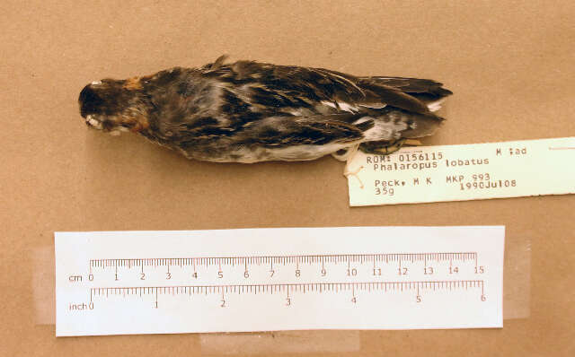 Image of Red-necked Phalarope