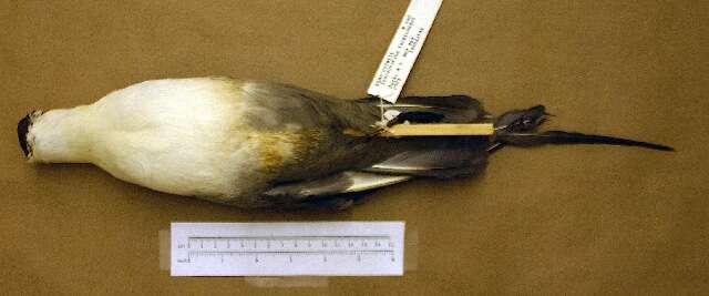 Image of Long-tailed Jaeger