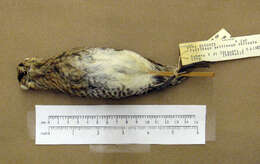 Image of Wilson's Snipe