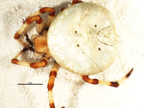 Image of Shamrock Orbweaver