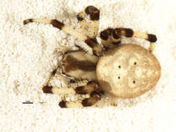 Image of Shamrock Orbweaver