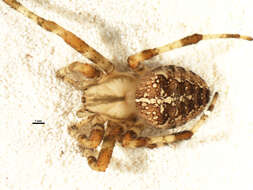 Image of Garden spider