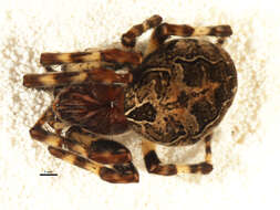 Image of Gray Cross Spider