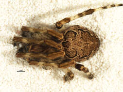 Image of Gray Cross Spider