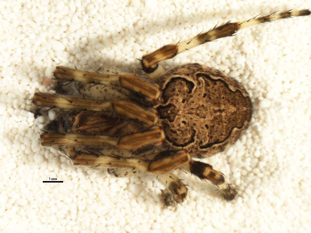 Image of Gray Cross Spider