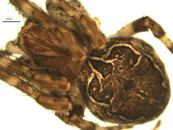 Image of Gray Cross Spider